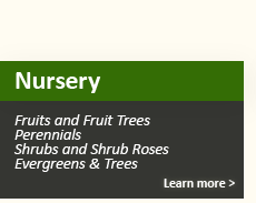 Nursery - Fruits and Fruit Frees, Perennials, Shrubs, Roses, Evergreens & Trees
